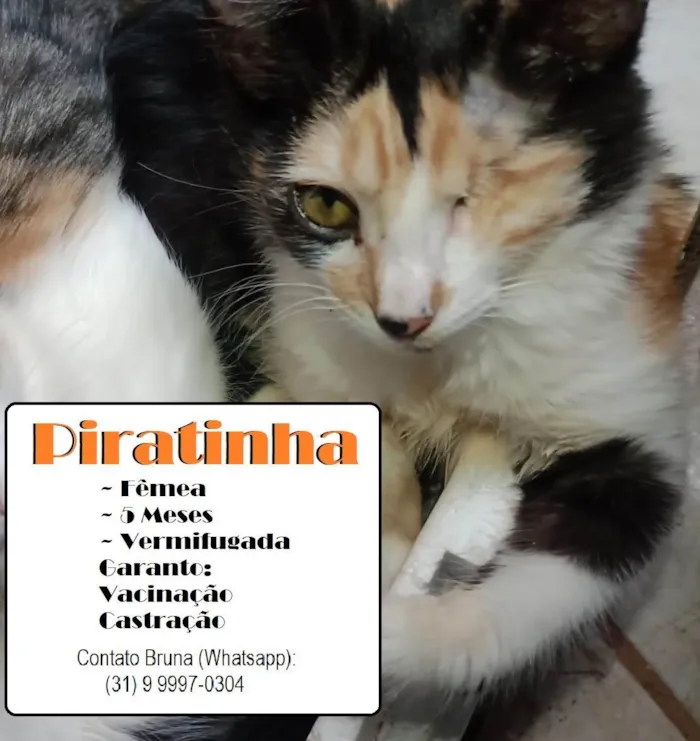 Gato ra a SRD-ViraLata idade 2 a 6 meses nome Piratinha