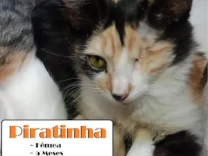 Gato raça SRD-ViraLata idade 2 a 6 meses nome Piratinha