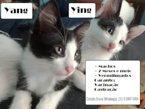 Gato raça SRD-ViraLata idade 2 a 6 meses nome Yin e Yang