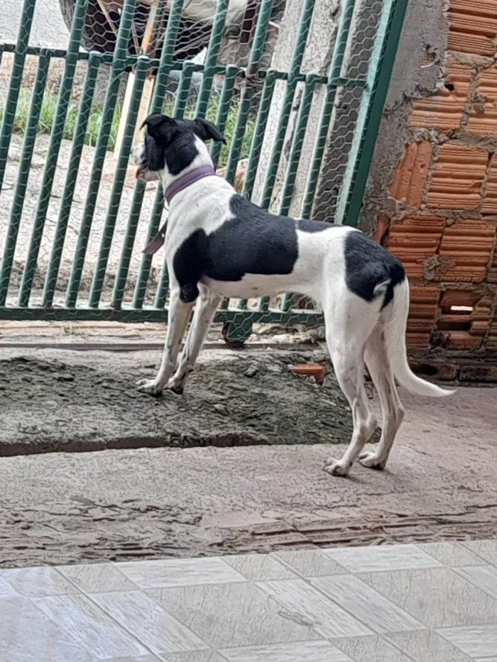 Cachorro ra a SRD-ViraLata idade 1 ano nome Dora 