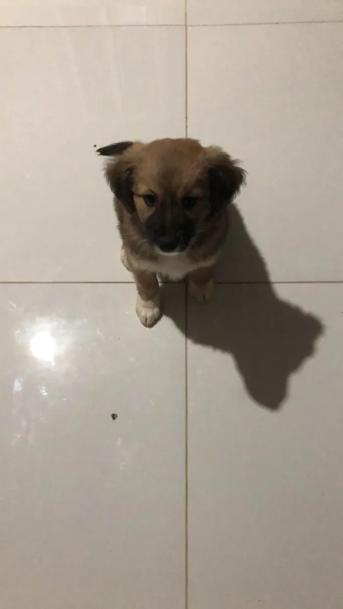 Cachorro ra a SRD-ViraLata idade 2 a 6 meses nome Tutu