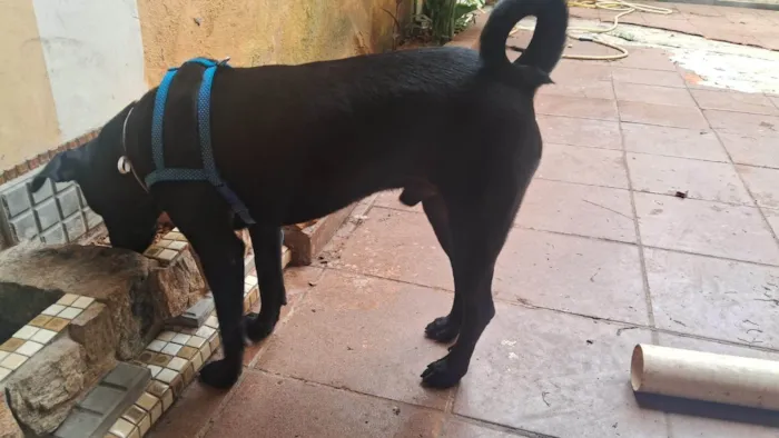 Cachorro ra a SRD-ViraLata idade 7 a 11 meses nome negão