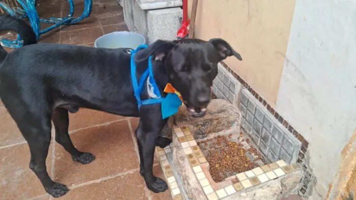 Cachorro ra a SRD-ViraLata idade 7 a 11 meses nome negão