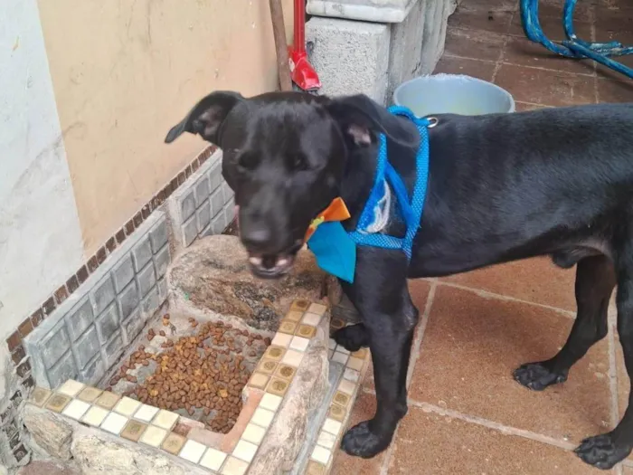 Cachorro ra a SRD-ViraLata idade 7 a 11 meses nome negão