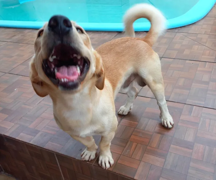 Cachorro ra a SRD-ViraLata idade 1 ano nome Simba