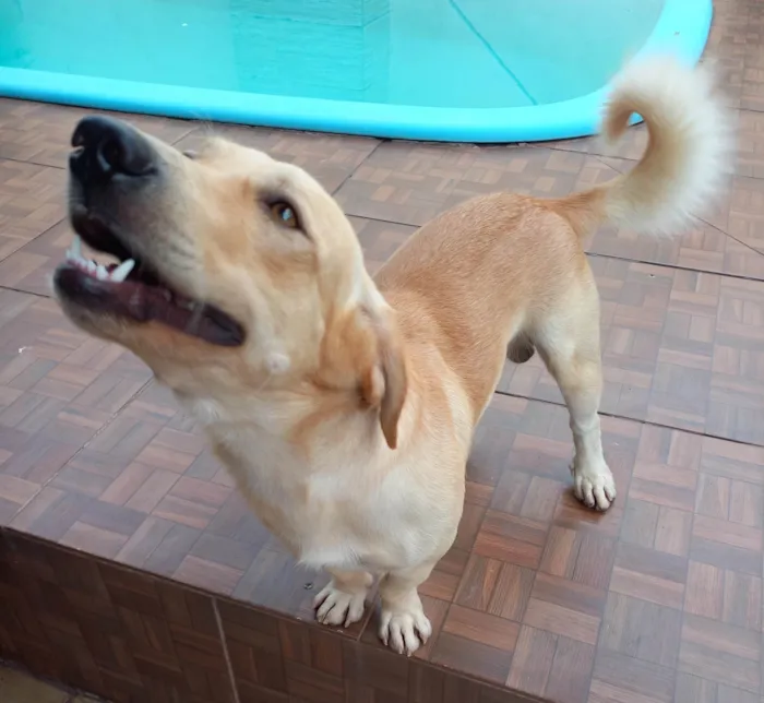 Cachorro ra a SRD-ViraLata idade 1 ano nome Simba