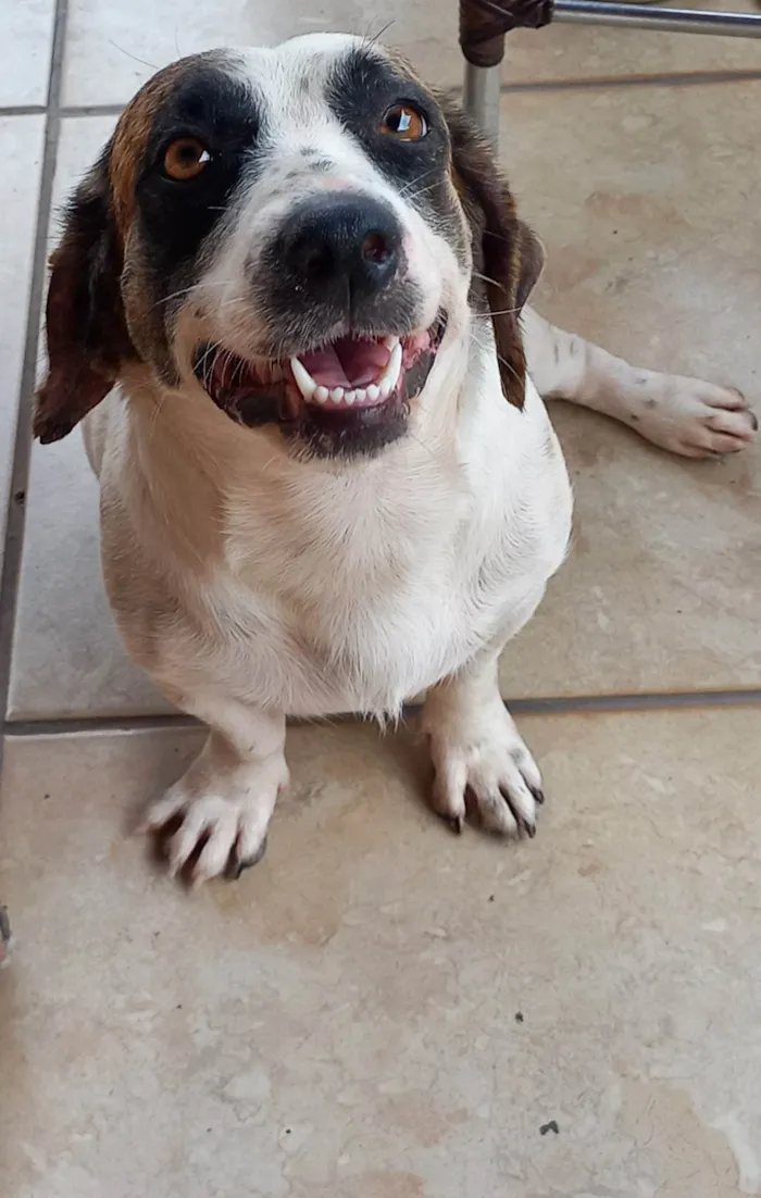 Cachorro ra a SRD-ViraLata idade 1 ano nome Maia