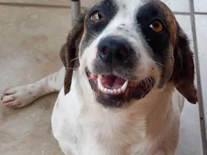 Cachorro raça SRD-ViraLata idade 1 ano nome Maia