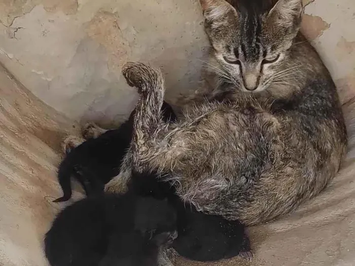 Gato ra a SRD-ViraLata idade Abaixo de 2 meses nome Sem nome