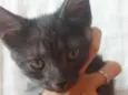 Gatinho degradê