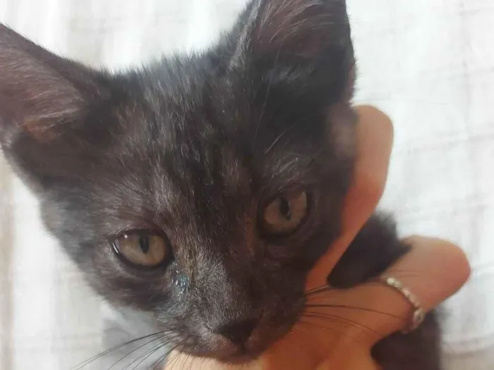 Gato ra a SRD-ViraLata idade 2 a 6 meses nome Gatinho degradê