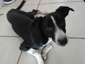 Cachorro raça SRD-ViraLata idade 2 a 6 meses nome Mila