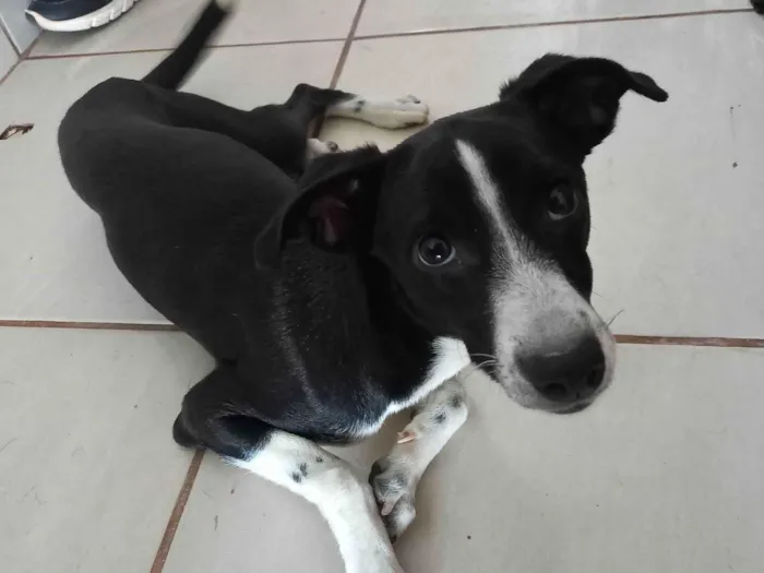 Cachorro ra a SRD-ViraLata idade 2 a 6 meses nome Mila