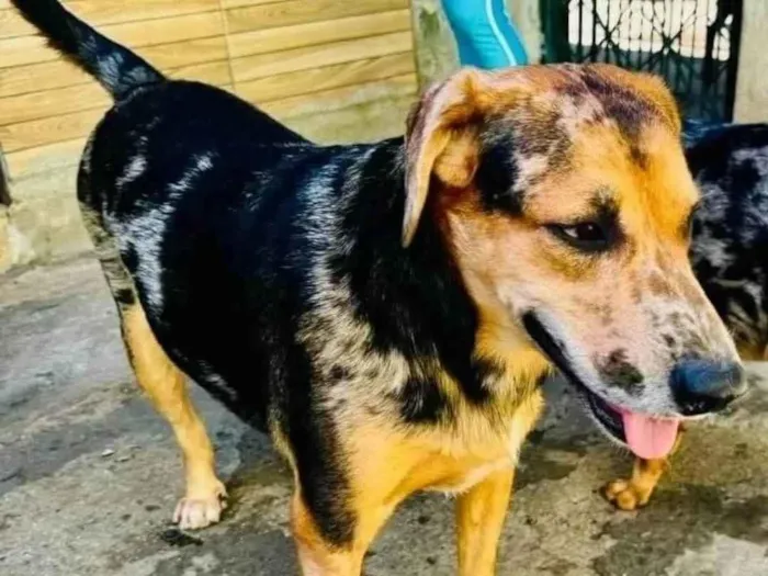 Cachorro ra a SRD-ViraLata idade 2 anos nome Kevin