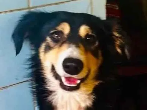 Cachorro ra a SRD-ViraLata idade 1 ano nome Panda