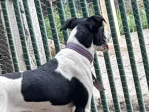 Cachorro raça SRD-ViraLata idade 1 ano nome Dora 