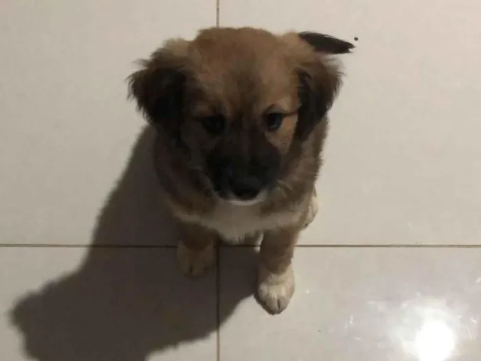 Cachorro ra a SRD-ViraLata idade 2 a 6 meses nome Tutu