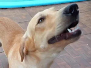 Cachorro raça SRD-ViraLata idade 1 ano nome Simba