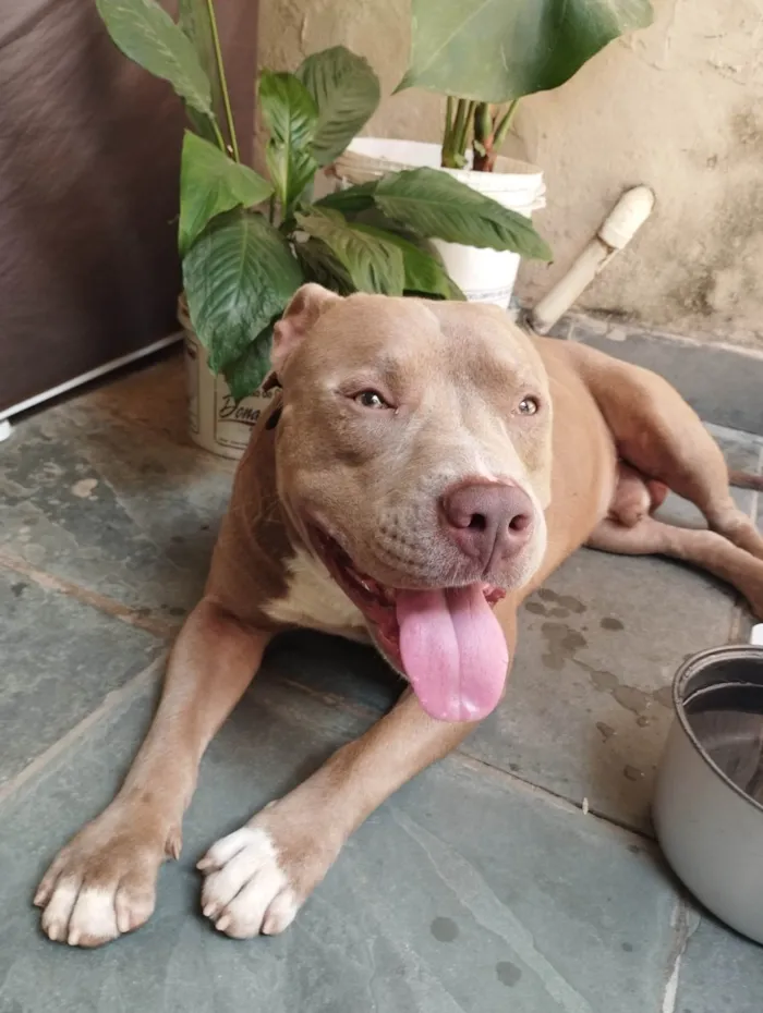 Cachorro ra a Pit-Bull idade 1 ano nome Mavi