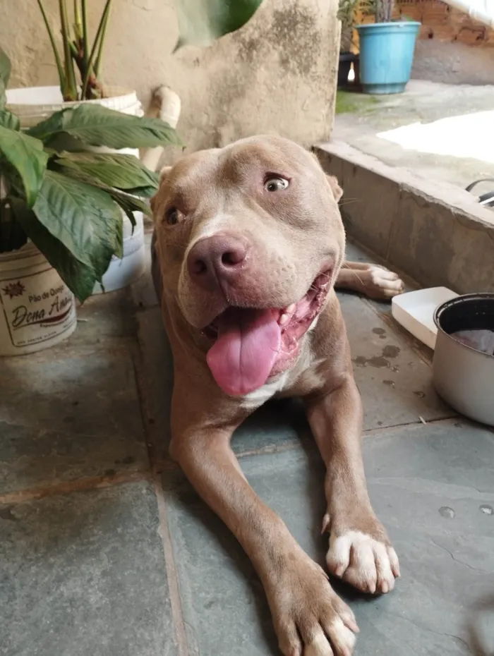 Cachorro ra a Pit-Bull idade 1 ano nome Mavi