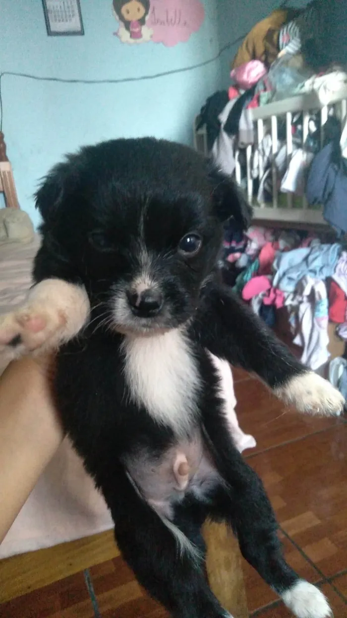 Cachorro ra a SRD-ViraLata idade 2 a 6 meses nome Billy 