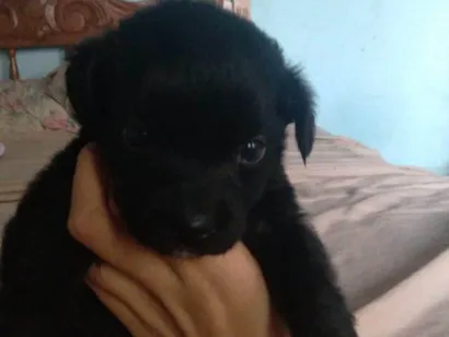 Cachorro raça SRD-ViraLata idade 2 a 6 meses nome Pandora 