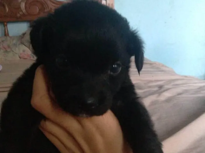 Cachorro ra a SRD-ViraLata idade 2 a 6 meses nome Pandora 