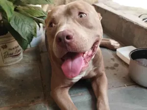 Cachorro raça Pit-Bull idade 1 ano nome Mavi