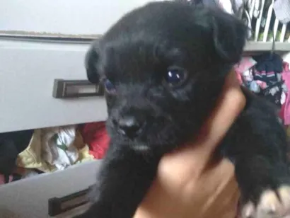 Cachorro raça SRD-ViraLata idade 2 a 6 meses nome Sky