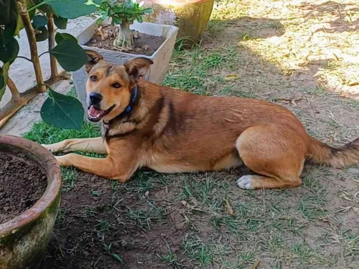 Cachorro ra a SRD-ViraLata idade 4 anos nome Marley 