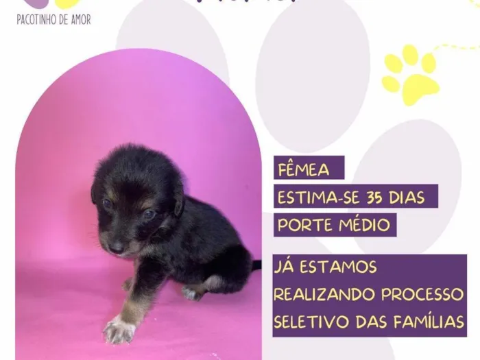 Cachorro ra a SRD-ViraLata idade Abaixo de 2 meses nome Tiana