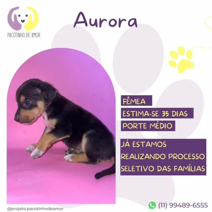 Cachorro ra a SRD-ViraLata idade Abaixo de 2 meses nome Aurora 