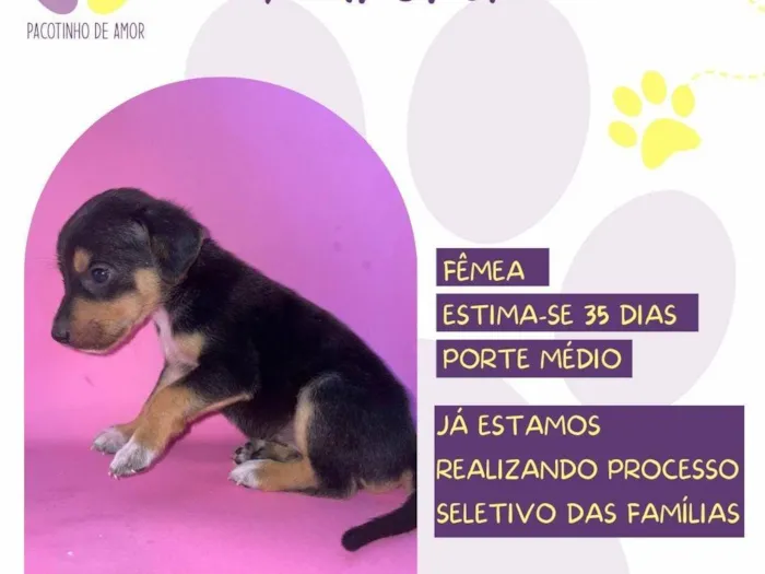 Cachorro ra a SRD-ViraLata idade Abaixo de 2 meses nome Aurora 