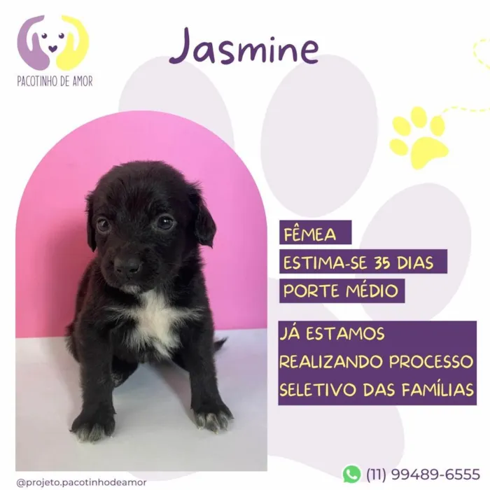 Cachorro ra a SRD-ViraLata idade Abaixo de 2 meses nome Jasmine