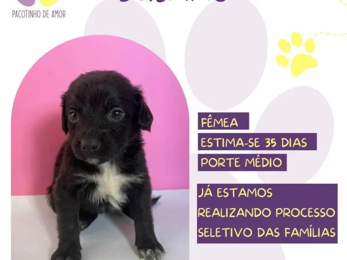 Cachorro ra a SRD-ViraLata idade Abaixo de 2 meses nome Jasmine