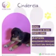 Cinderela