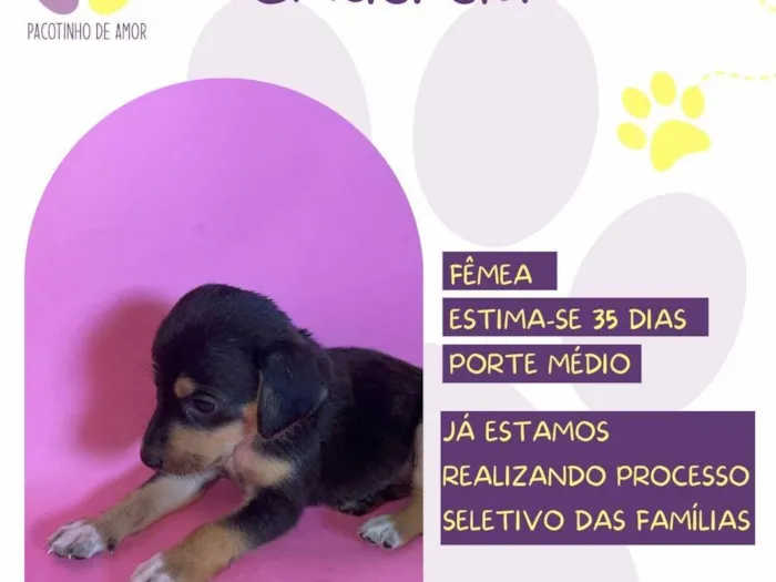 Cachorro ra a SRD-ViraLata idade Abaixo de 2 meses nome Cinderela