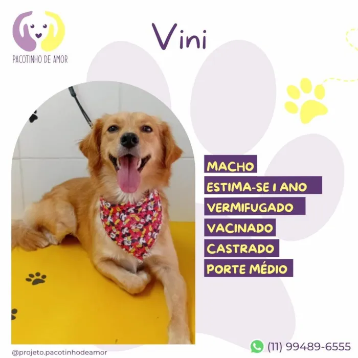 Cachorro ra a SRD-ViraLata idade 1 ano nome Vini