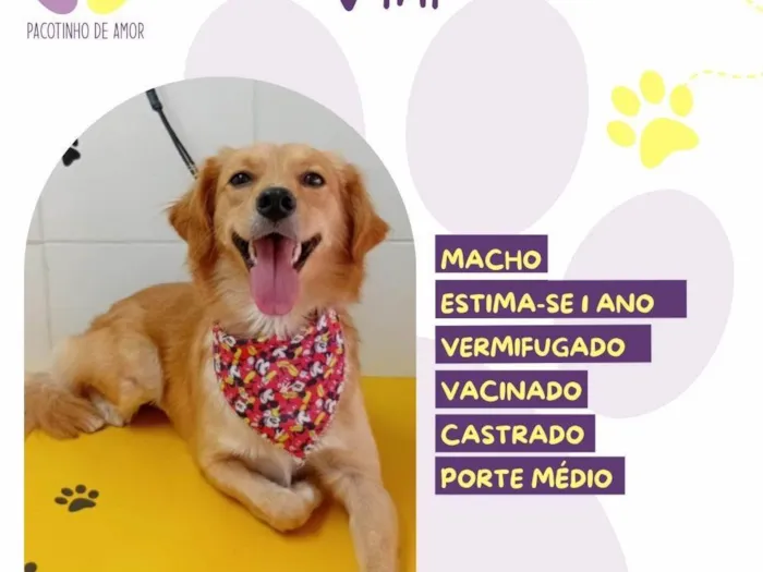 Cachorro ra a SRD-ViraLata idade 1 ano nome Vini