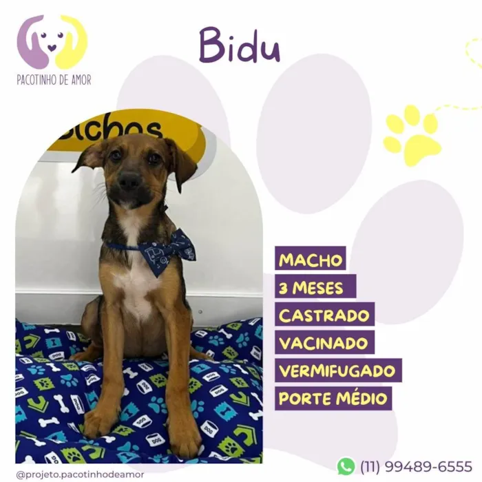 Cachorro ra a SRD-ViraLata idade 2 a 6 meses nome Bidu