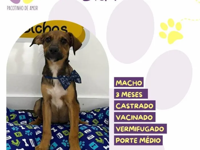 Cachorro ra a SRD-ViraLata idade 2 a 6 meses nome Bidu