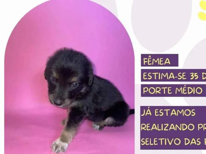 Cachorro ra a SRD-ViraLata idade Abaixo de 2 meses nome Tiana