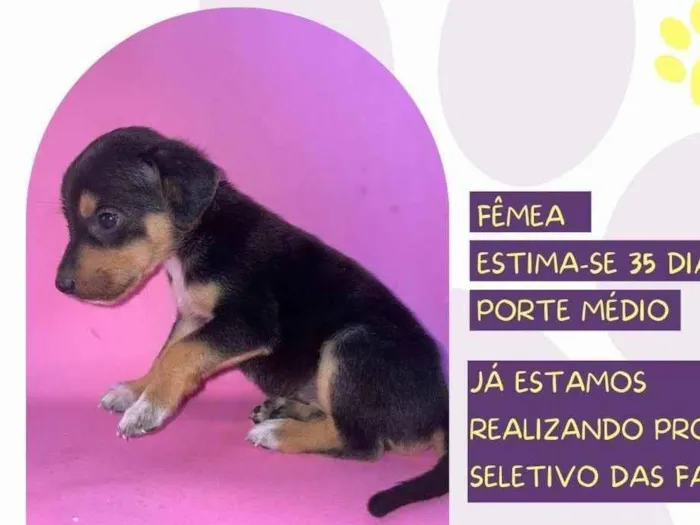 Cachorro ra a SRD-ViraLata idade Abaixo de 2 meses nome Aurora 