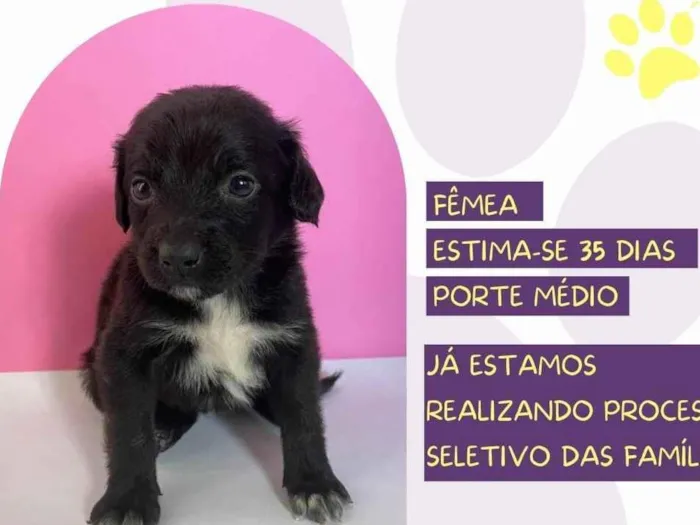 Cachorro ra a SRD-ViraLata idade Abaixo de 2 meses nome Jasmine