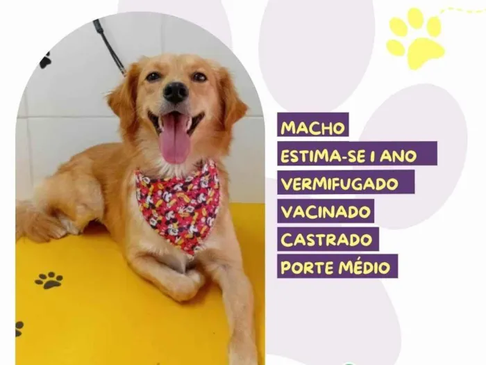 Cachorro ra a SRD-ViraLata idade 1 ano nome Vini