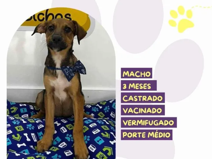 Cachorro ra a SRD-ViraLata idade 2 a 6 meses nome Bidu