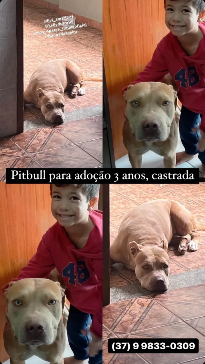 Cachorro ra a Pit-Bull idade 3 anos nome Athena