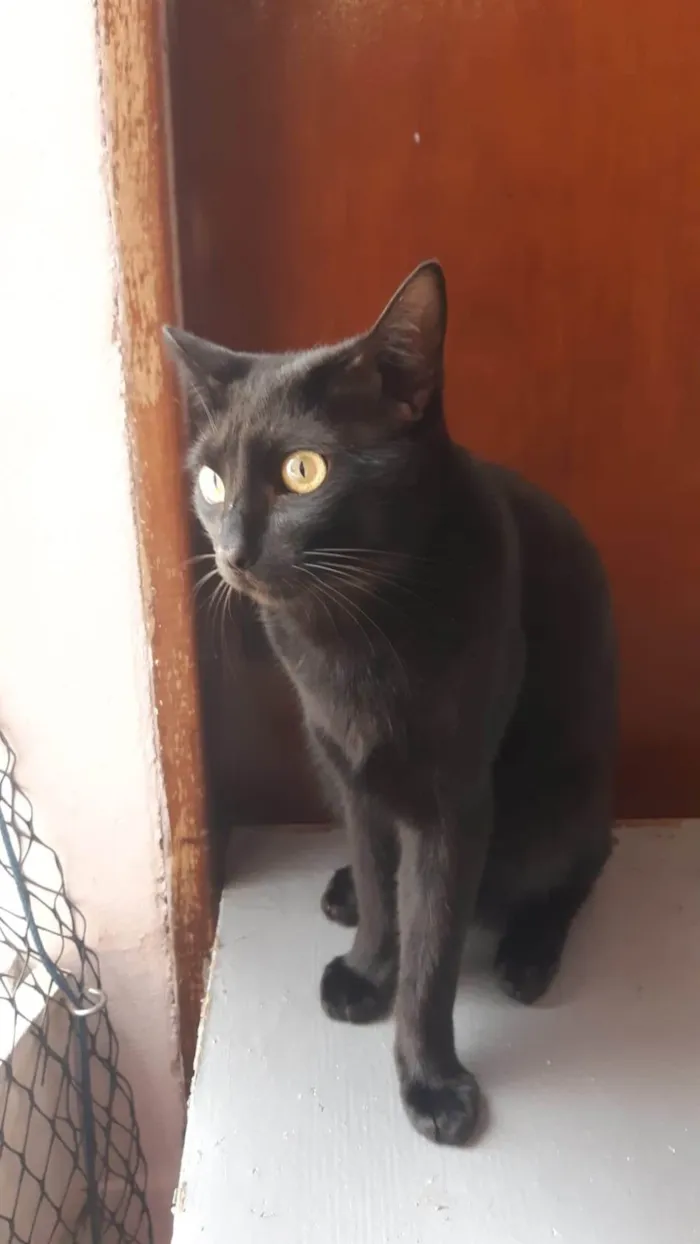 Gato ra a SRD-ViraLata idade 2 anos nome Giorno