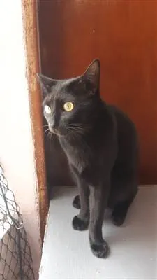 Gato raça SRD-ViraLata idade 2 anos nome Giorno