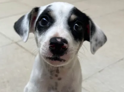 Cachorro raça SRD-ViraLata idade Abaixo de 2 meses nome Luna